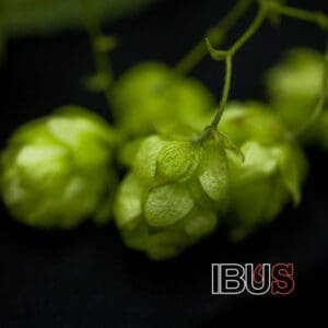 verdes conos de lúpulo, uno de los cuatro ingredientes básicos de la cerveza, sobresalen frente a un fondo oscuro